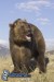 [obrazky.4ever.sk] medved grizly, divocina, priroda 130825