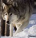 [obrazky.4ever.sk] vlk na snehu 153081