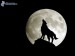 [obrazky.4ever.sk] vlk zavyja, mesiac, silueta, spln 159922